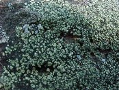 Lecanora subaurea